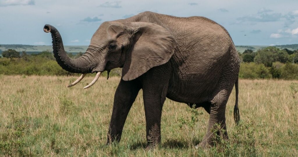 Elephant: Definition, Physical Appearance, Habitat, Diet, Lifestyle, Family Life, Future and Threat [Explained]