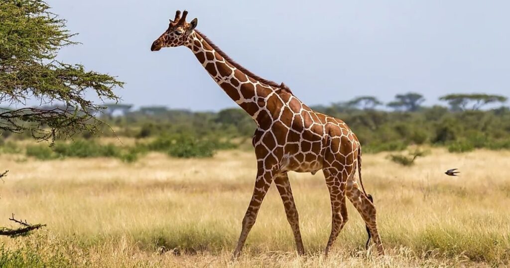 Giraffe: Definition, Physical Appearance, Habitat, Diet, Lifestyle, Social Structure [Explained]