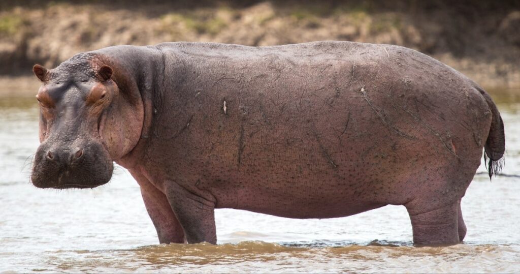 Hippopotamus: Definition, Physical Appearance, Habitat, Diet, Lifestyle, Family Life, Ecological Niche, Future [Explained]