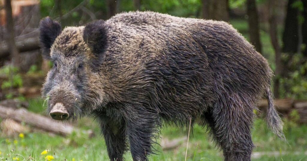 Wild Boar: Definition, Physical Appearance, Habitat, Diet, Lifestyle, Social Structure [Explained]